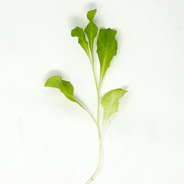 一般的な簡易水耕栽培キット