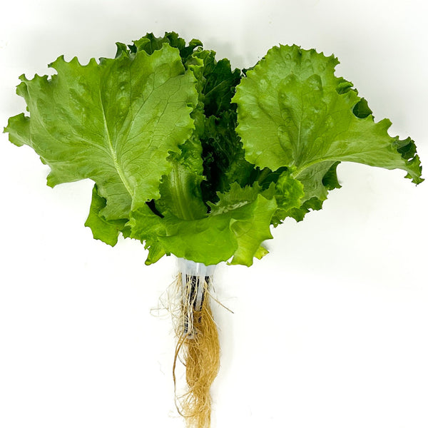 RooFa