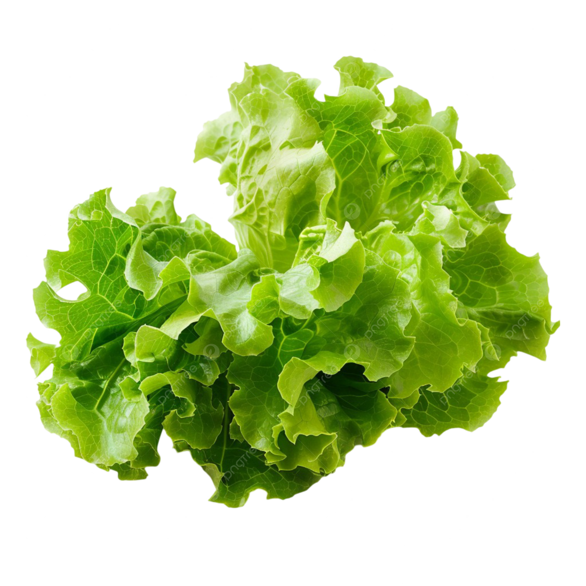 葉物野菜