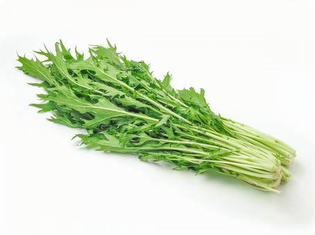 【種】水菜